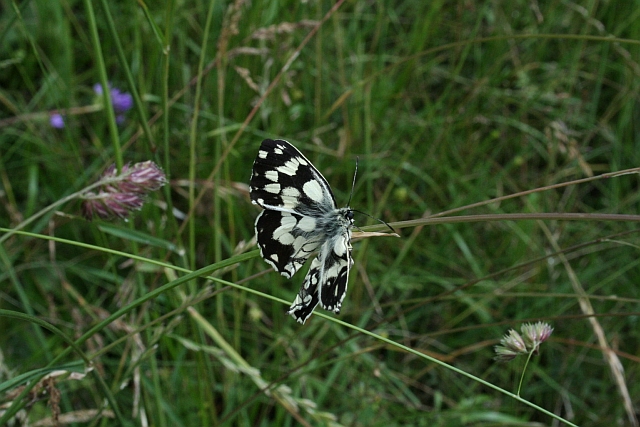 altro esemplare - Melanargia galathea